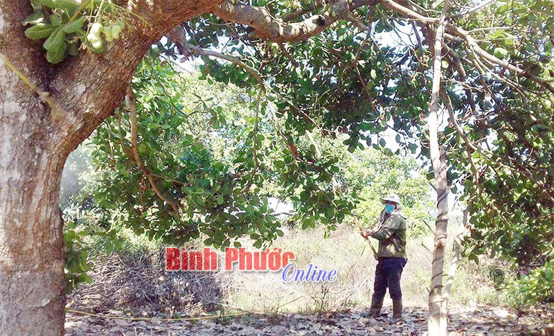 Giá điều ở mức cao, nông dân vẫn chưa thu lợi