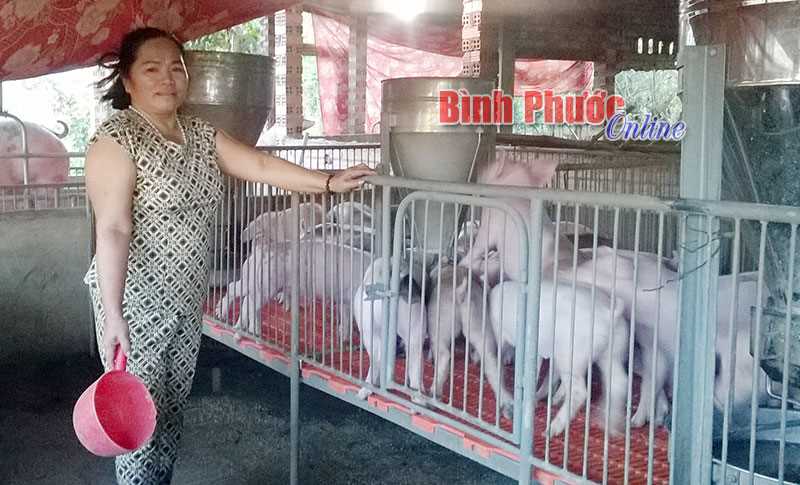 Giải pháp tình thế của người nuôi heo