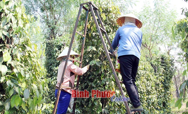 Hiệu quả từ mô hình chi, tổ hội nghề nghiệp ở Lộc Ninh