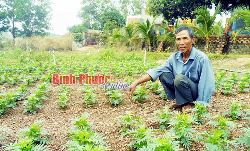 Nhà vườn tất bật chuẩn bị hoa tết