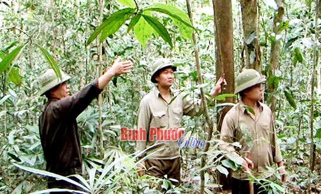 Ban quản lý rừng phòng hộ Bù Đăng thực hiện tốt quản lý, bảo vệ rừng