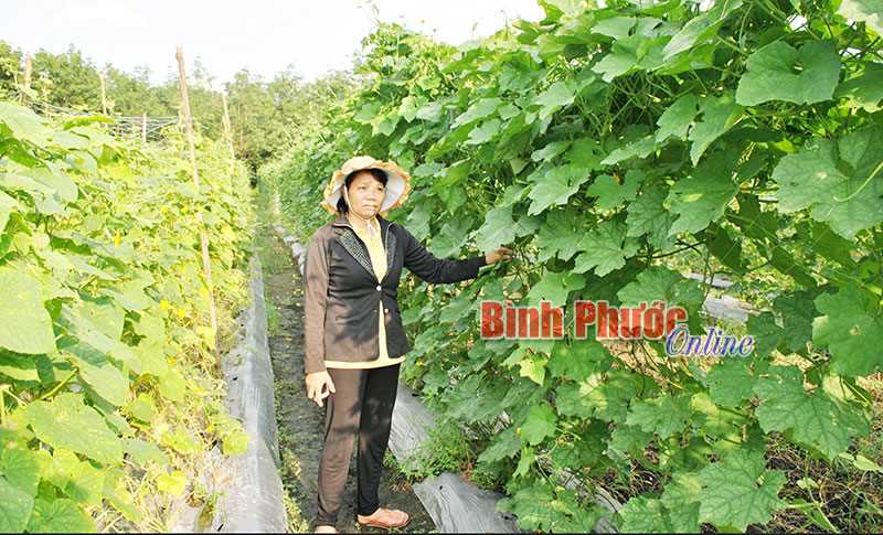 Đồng hành với nông dân phát triển kinh tế