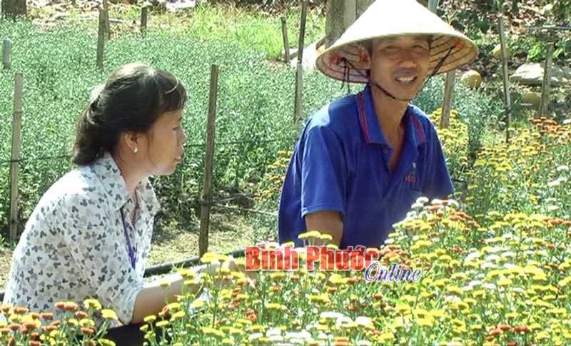 Nhà nông Lộc Ninh sẵn sàng phục vụ thị trường tết