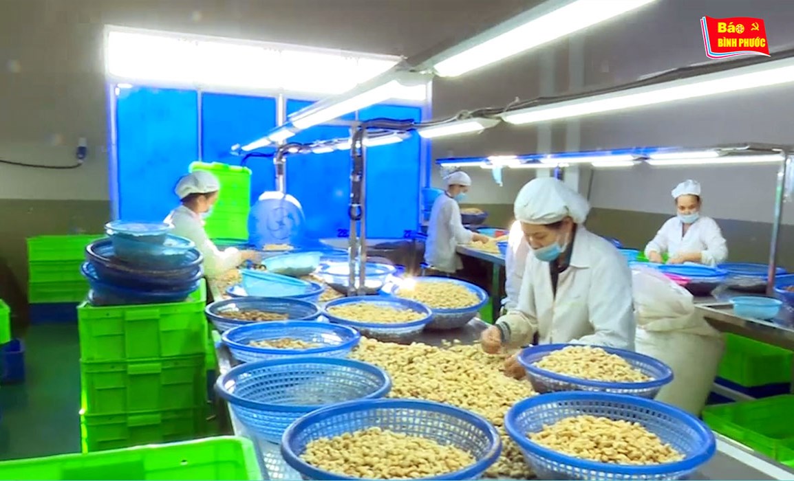 [Video] Hội thảo g&oacute;p &yacute; cho dự thảo nghị quyết ph&aacute;t triển c&acirc;y điều B&igrave;nh Phước 