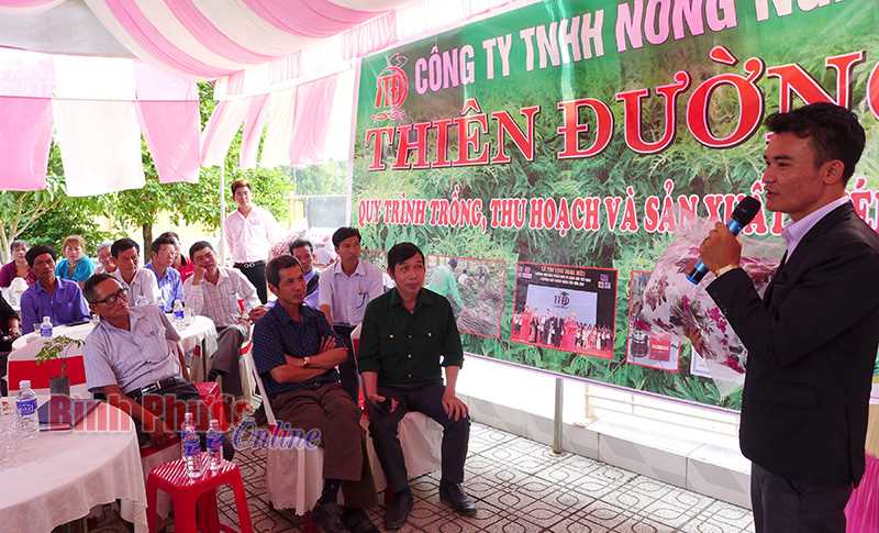 Hội thảo trồng cây đinh lăng phát triển kinh tế