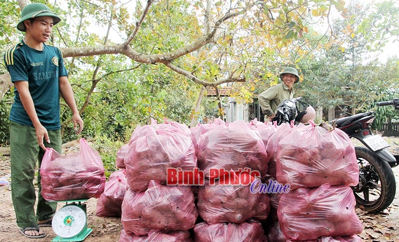 Hướng đi mới của nông dân Hớn Quản