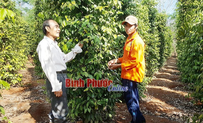 Khi hồ tiêu mất mùa, rớt giá