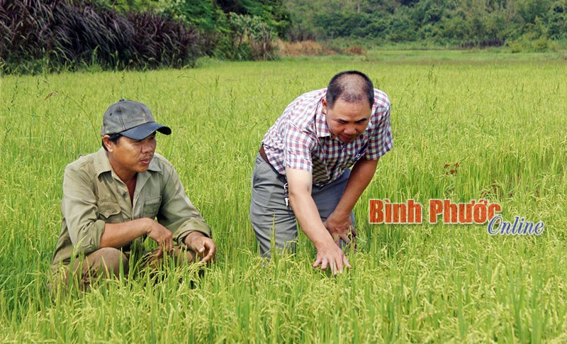 Mong ước xây dựng thương hiệu “Gạo Đăng Hà”