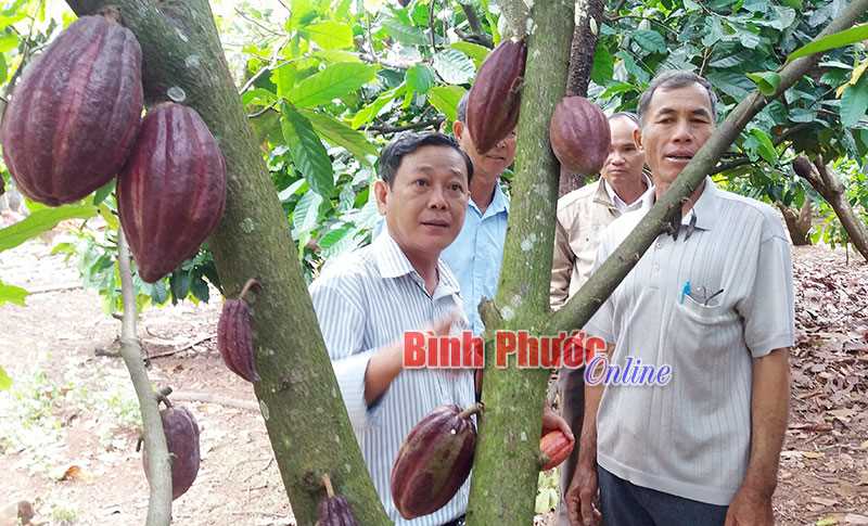 Lợi kép từ ca cao xen điều