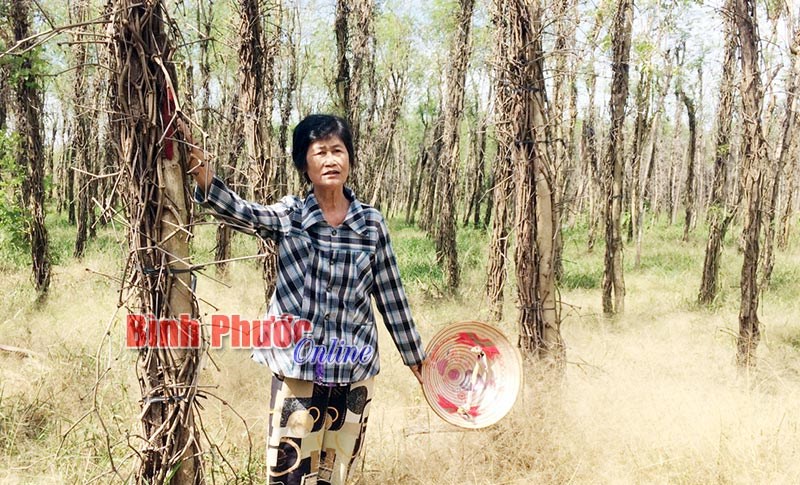 Nông dân Bù Đốp với nỗi lo tiêu chết, dê xuống giá
