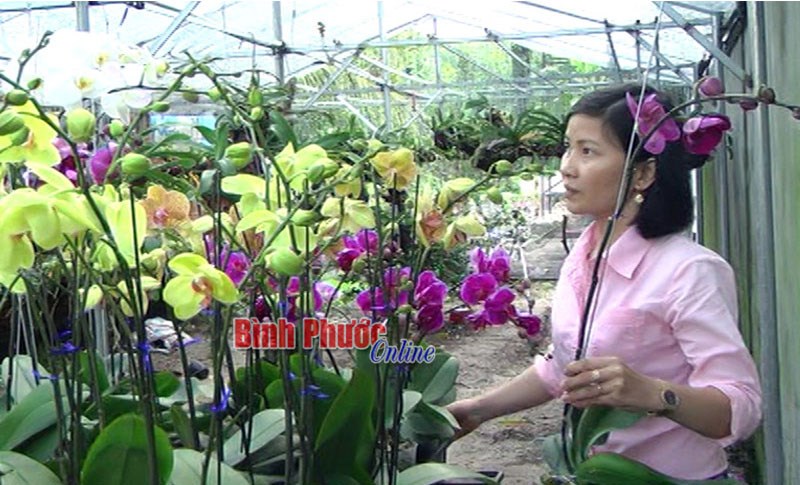 Nhà vườn sẵn sàng vụ lan tết