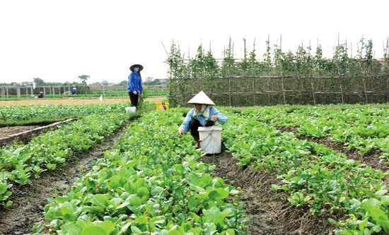 68 hợp tác xã nông, lâm nghiệp