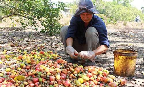 Nông dân phấn khởi vì giá điều tươi đầu mùa cao