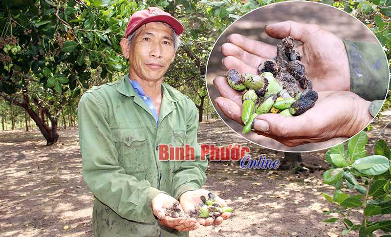 Sâu đục trái, sâu đo hoành hành vườn điều ở Tân Lợi