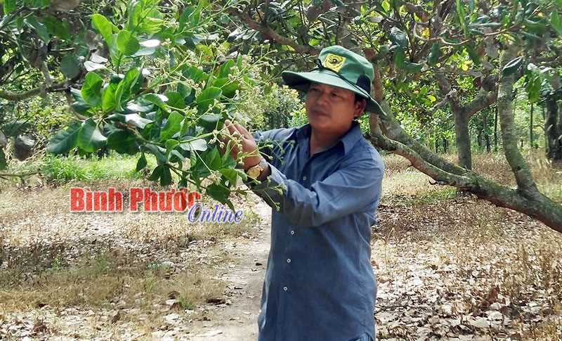 Mua điều non: được hay mất?