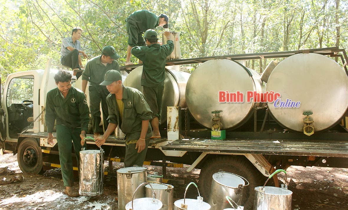 Nông trường 2 đón xuân về