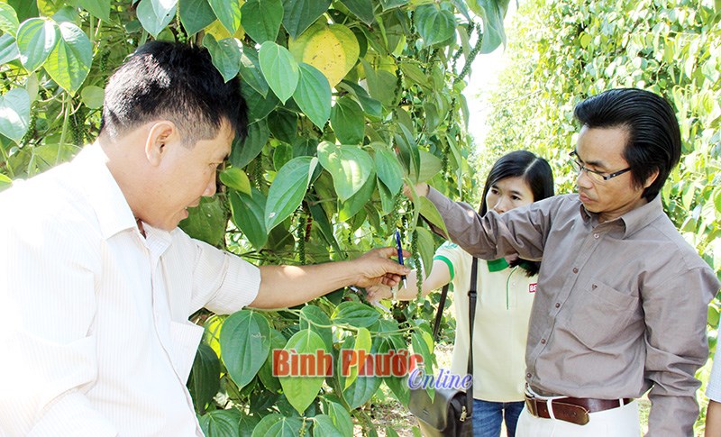 Khẩn cấp bình tuyển giống tiêu