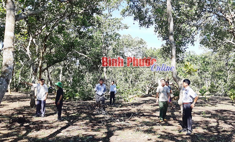 Mưa giông và lốc xoáy giữa mùa khô tại Phước Sơn, Bù Đăng