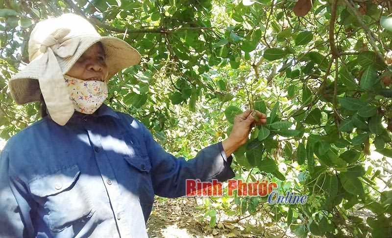 Mưa trái mùa, người trồng điều lo lắng