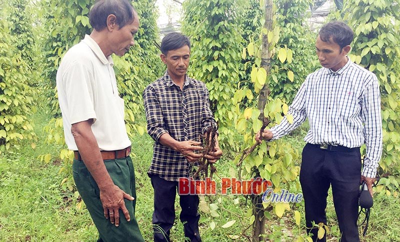 Người dân Đắk Ơ khốn đốn vì tiêu chết hàng loạt