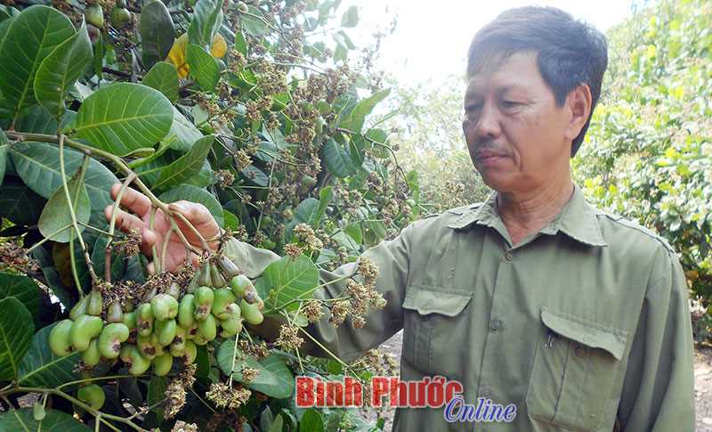 Nhà nông Phan Văn Tiến trồng điều năng suất cao