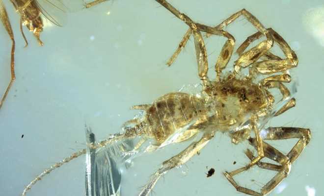 Phát hiện loài nhện có đuôi tồn tại cách đây 100 triệu năm