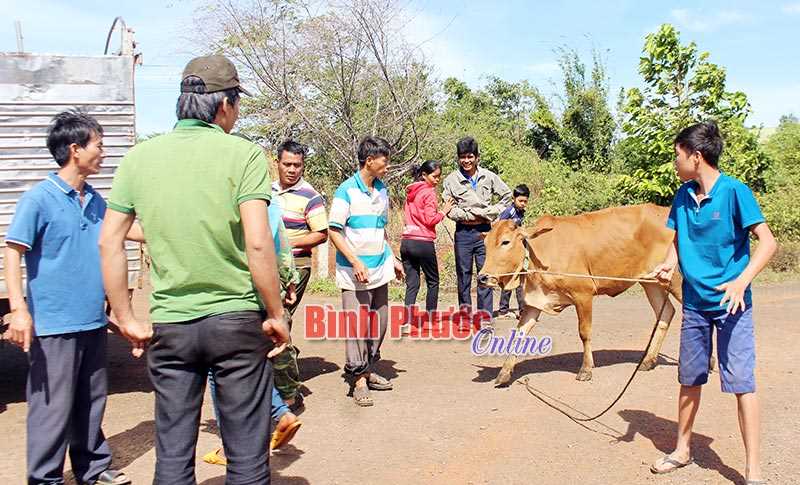 24 hộ dân xã Phước Tân nhận nuôi bò sinh sản