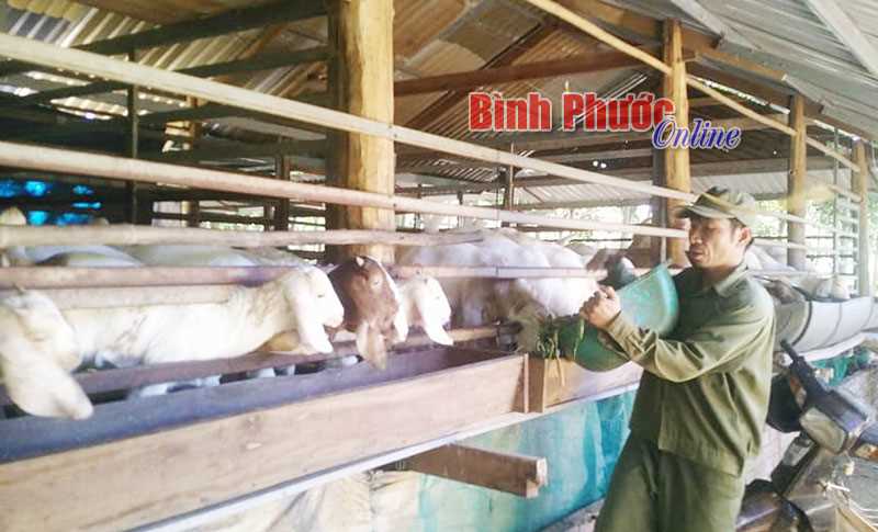 Nuôi dê thu lời cao