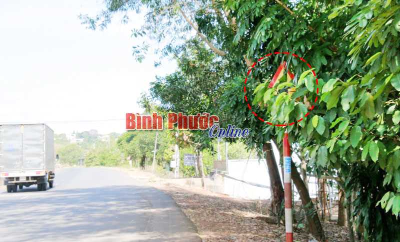 Biển b&aacute;o trong l&ugrave;m c&acirc;y