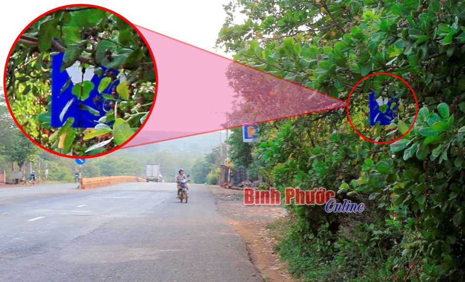 Biển báo giao thông núp trong lùm cây