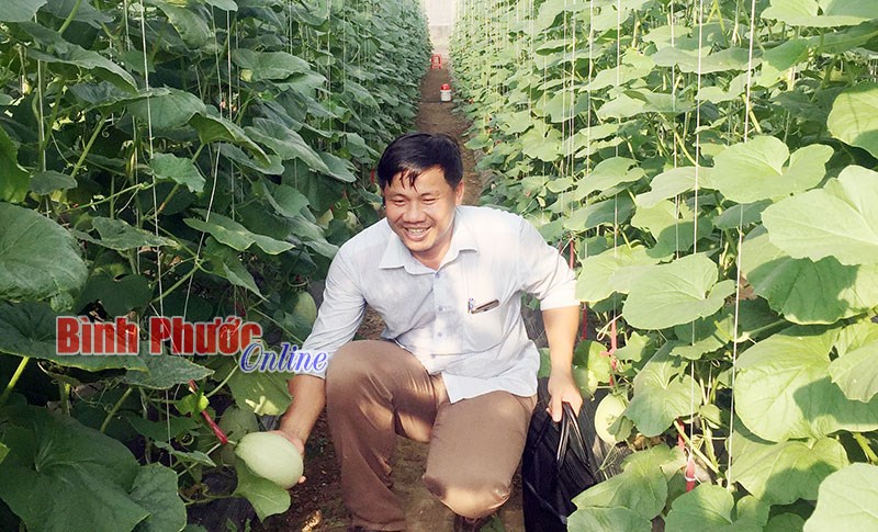 Sản xuất nông nghiệp hữu cơ - Hướng đi bền vững cho nông hộ