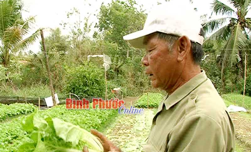 Nhà nông Phú Đức trồng rau sạch
