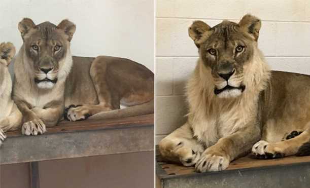 Vườn thú lo lắng khi sư tử cái ngày càng trở nên 'nam tính'