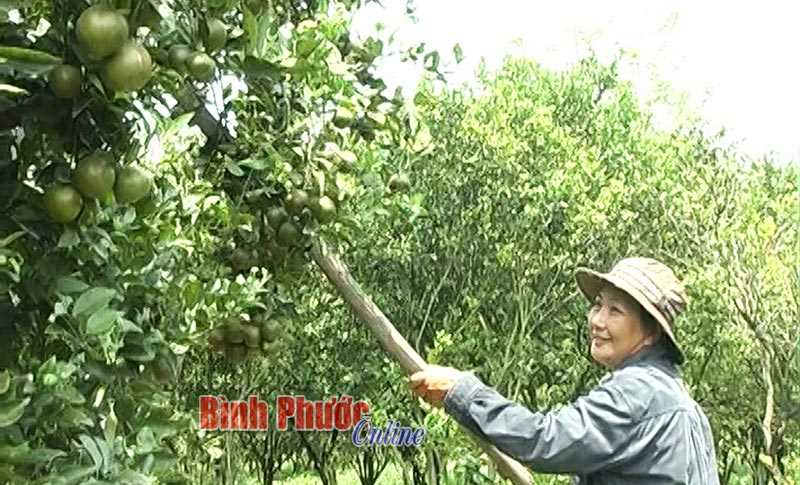 Thu nhập cao từ vườn cây ăn trái