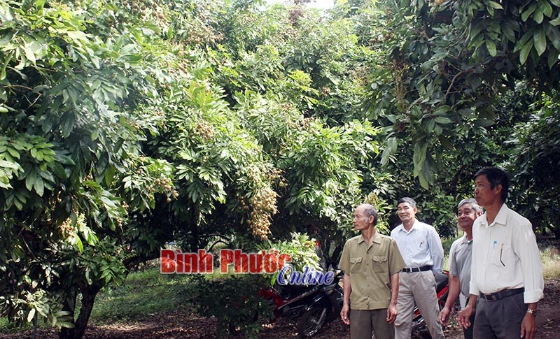 Thu lời cao nhờ nhãn da bò trái vụ