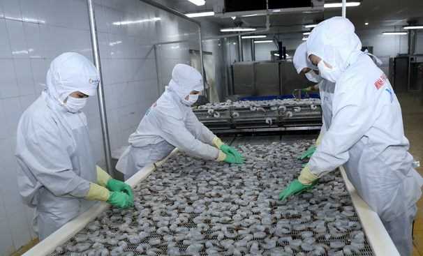 Nâng tầm sản phẩm tôm Việt Nam trên thị trường thế giới