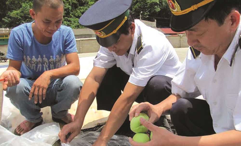 Cấp 174 giấy chứng nhận kiểm dịch thực vật qua cửa khẩu