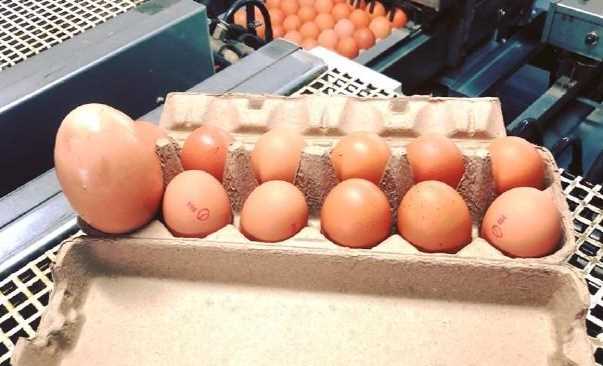 Australia: "Quả trứng gà khổng lồ" theo kiểu trứng lồng trứng