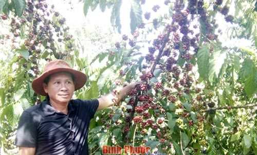 Tăng lợi nhuận từ trồng xen canh