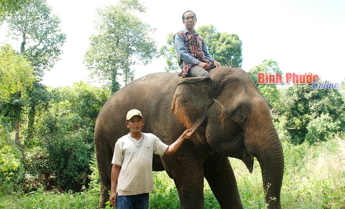 Chuyện về một nài voi ở Đắk Nhau