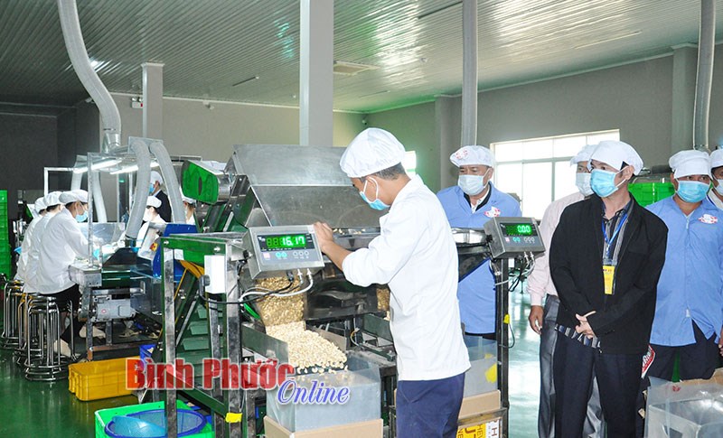 Xây dựng ngành điều thành ngành kinh tế then chốt