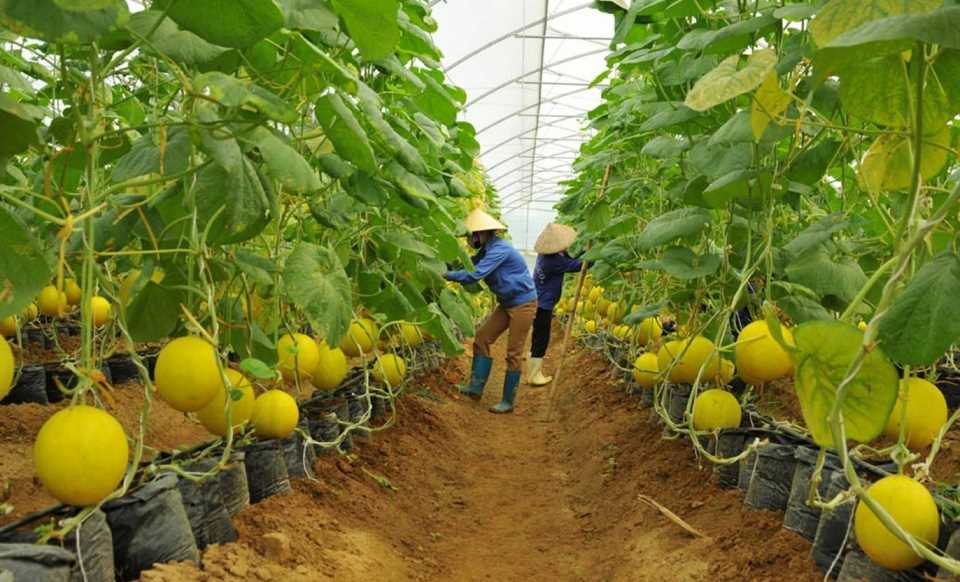 Chơn Thành: 27 mô hình kinh tế nông nghiệp tập thể