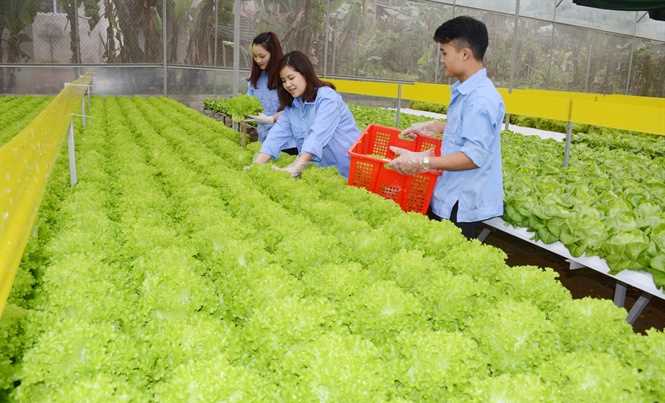 Hỗ trợ doanh nghiệp đầu tư kết cấu hạ tầng nông nghiệp, nông thôn