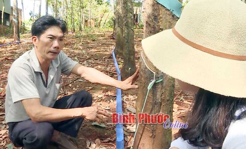 Thu gom mủ tự động - sáng chế hữu ích của nhà nông Nguyễn Yên