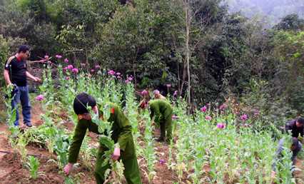 Phối hợp chỉ đạo xóa bỏ cây chứa chất ma túy