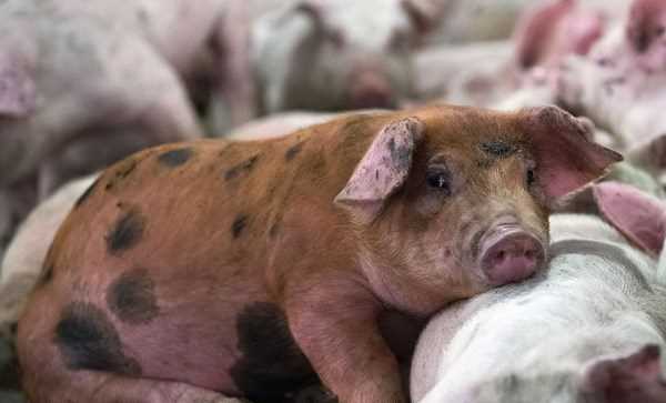 Phát hiện virus gây tiêu chảy ở lợn có nguy cơ lây sang người