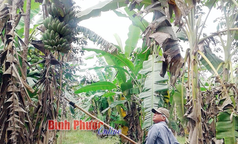 Giá chuối tăng - nông dân vừa mừng vừa lo