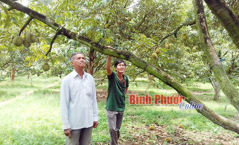 Sầu riêng J6 đầu mùa giá 60-80 ngàn đồng/kg