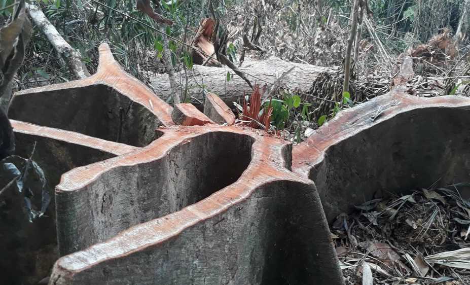 Ngăn chặn khai thác, vận chuyển, mua bán lâm sản, hạt ươi trái phép