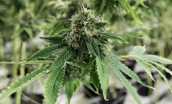 Chính phủ Zimbabwe hợp pháp hóa trồng cần sa phục vụ mục đích y học